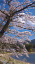 河口湖畔の桜