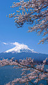 春の富士山
