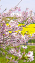 桜と菜の花畑