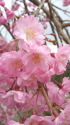 枝垂れ桜