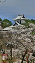 石川門満開の桜