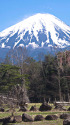 西湖 野鳥の森公園からの富士山