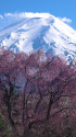 富士山としだれ桜