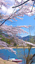 春の河口湖・湖畔の風景