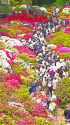 根津神社のつつじ