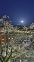 月夜の桜