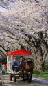 北上展勝地の桜