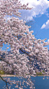 河口湖畔の桜