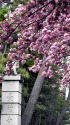 山門の八重桜