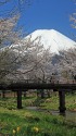 忍野八海の桜