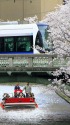 松川の桜