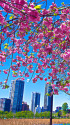 上野公園の八重桜