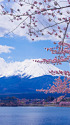 河口湖畔から富士山と桜