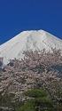 忍野八海の富士