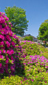 根津神社つつじ苑