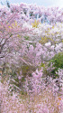 花見山の春