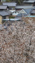 山桜