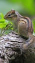 シマリス