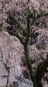 枝垂れ桜