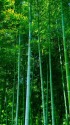 爽やかな竹林