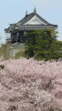 お城の桜