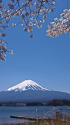 春の富士山