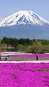 富士山と芝桜