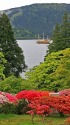 芦ノ湖畔のつつじ