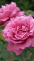 薔薇