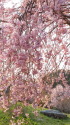 枝垂れ桜