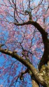 たけくらべ広場の枝垂れ桜