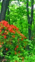 山つつじ咲く森