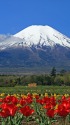 富士山とチューリップ