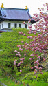 松前城の八重桜