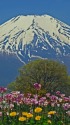 富士山を彩るチューリップ