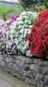 ツツジのある家
