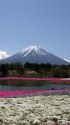富士山&芝桜