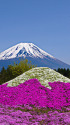 富士芝桜まつり