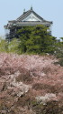 姥桜と岡崎城