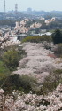 前田公園の桜