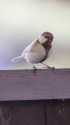 白いシジュウカラ74