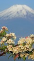エゾコリンゴの花