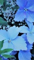 紫陽花