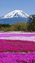 富士山と芝桜