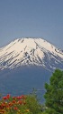 レンゲツツジと富士山