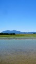 田植え後2