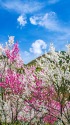 勝原花桃公園
