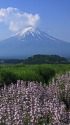 河口湖の富士山