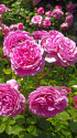イングリッシュガーデンの薔薇