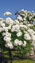 横浜・山下公園の薔薇
